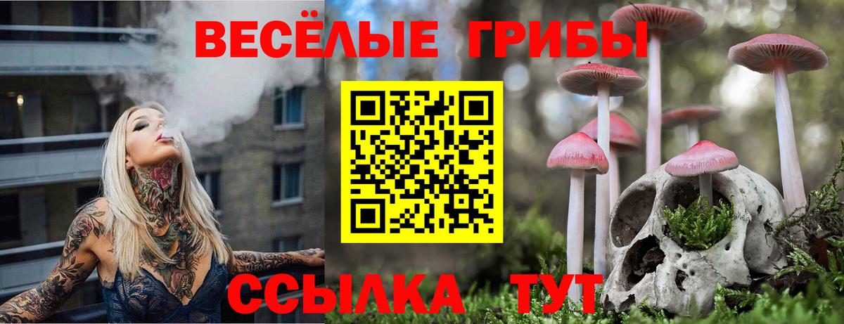 Курчалой  Галлюциногенные грибы прущие грибы  Вход с VPN 